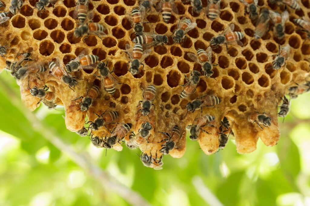 Why Early Spring Is Critical for Bee Prevention Planning
