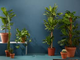 Buy Plants Online In Dubai for Home and Garde