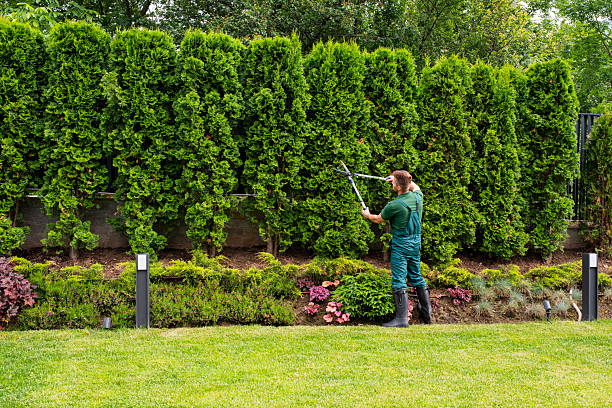 Why Tree Pruning Helps Trees Grow Healthy and Strong